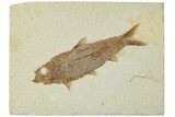 Detailed Fossil Fish (Knightia) - Wyoming #227455-1